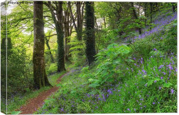 Woodland Path Canvas Print by Helen Hotson