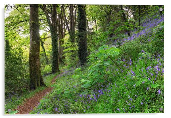 Woodland Path Acrylic by Helen Hotson