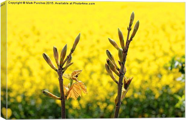 Tree Flower Buds Yellow Rapeseed Canvas Print by Mark Purches