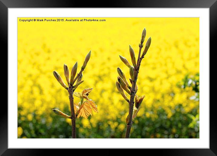 Tree Flower Buds Yellow Rapeseed Framed Mounted Print by Mark Purches