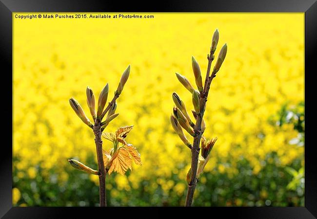 Tree Flower Buds Yellow Rapeseed Framed Print by Mark Purches