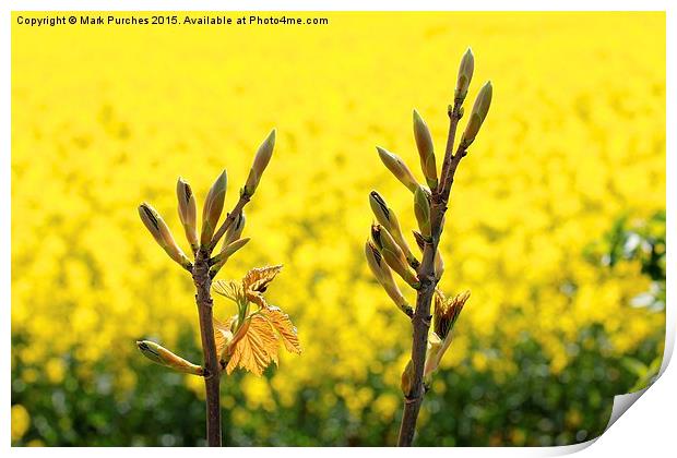 Tree Flower Buds Yellow Rapeseed Print by Mark Purches