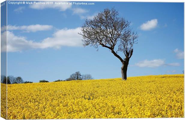 Unique Tree Alone in Yellow Rapeseed Fields Canvas Print by Mark Purches