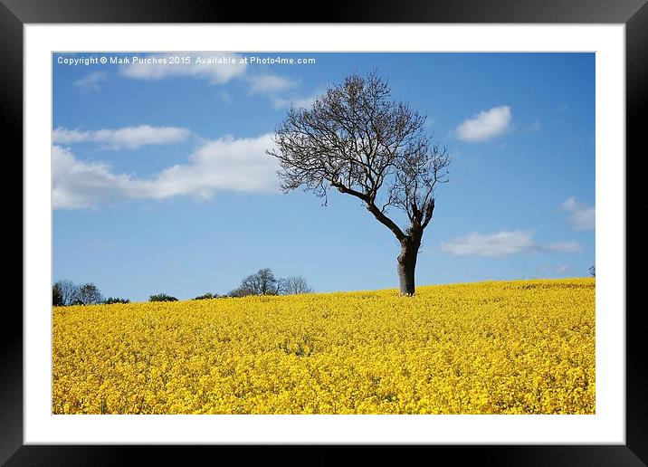 Unique Tree Alone in Yellow Rapeseed Fields Framed Mounted Print by Mark Purches