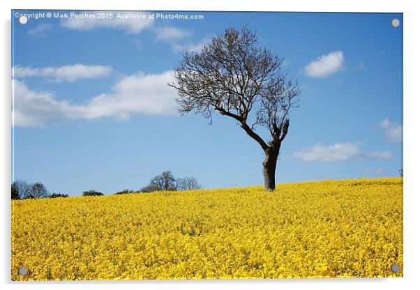 Unique Tree Alone in Yellow Rapeseed Fields Acrylic by Mark Purches