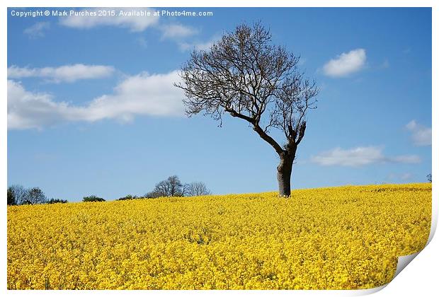 Unique Tree Alone in Yellow Rapeseed Fields Print by Mark Purches