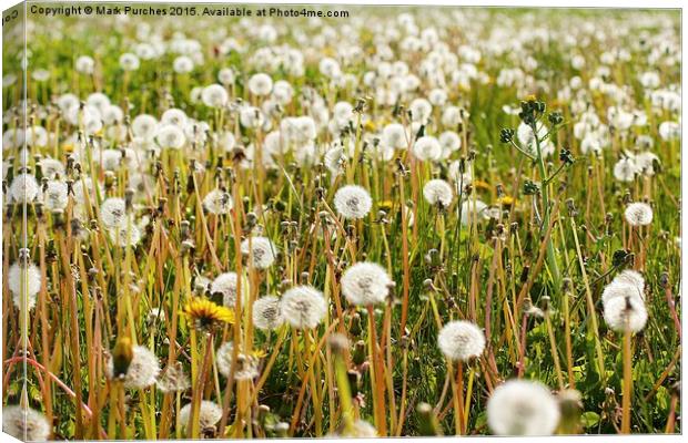 Dandelions Summer Meadow Canvas Print by Mark Purches