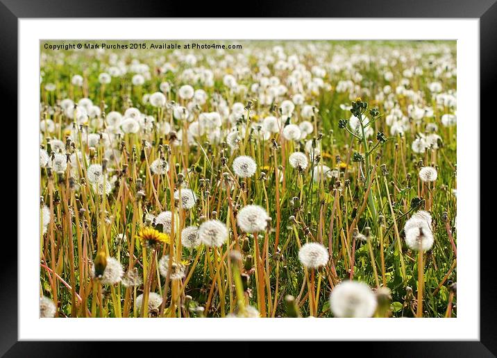 Dandelions Summer Meadow Framed Mounted Print by Mark Purches