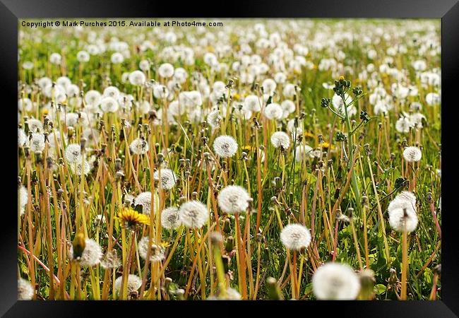 Dandelions Summer Meadow Framed Print by Mark Purches