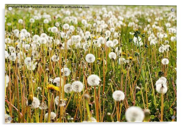 Dandelions Summer Meadow Acrylic by Mark Purches