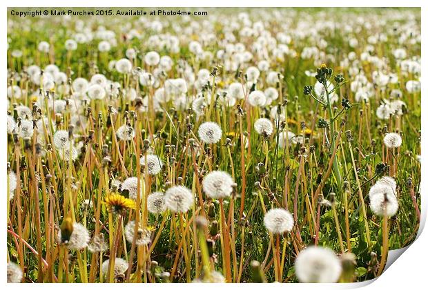Dandelions Summer Meadow Print by Mark Purches
