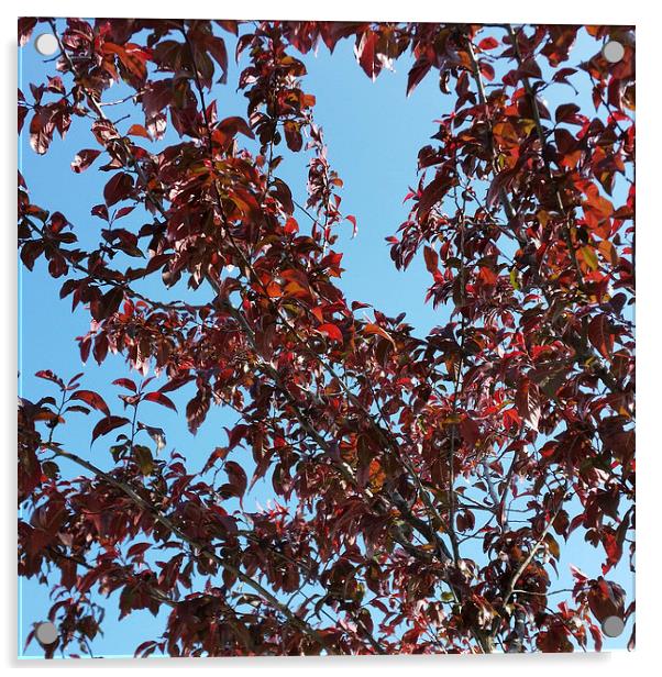  red branches under the blue sky Acrylic by Marinela Feier