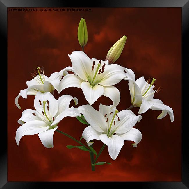 White Lilies on Red Framed Print by Jane McIlroy