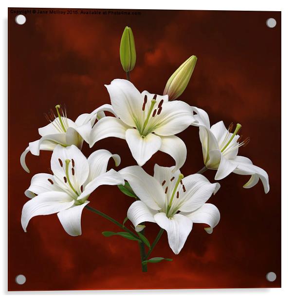 White Lilies on Red Acrylic by Jane McIlroy