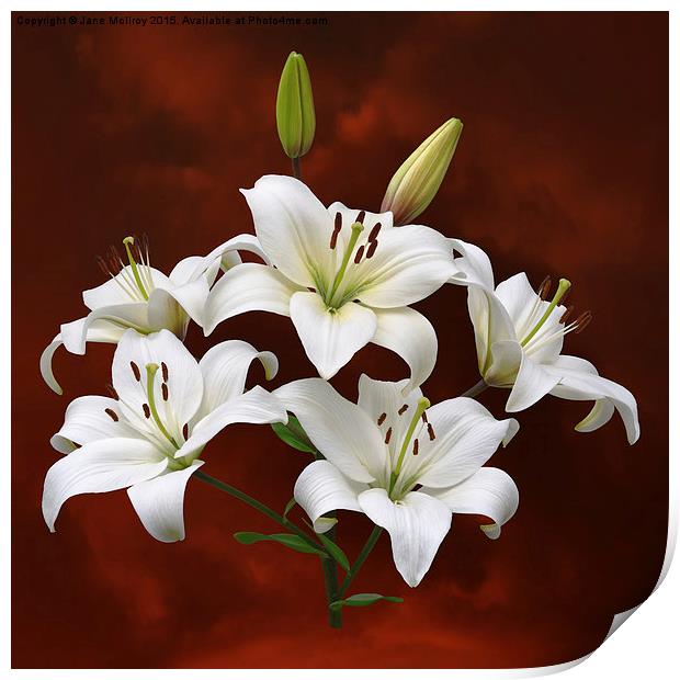 White Lilies on Red Print by Jane McIlroy