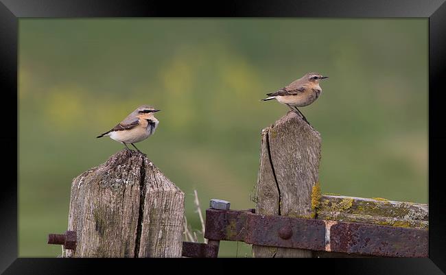  Wheatears Framed Print by Don Davis