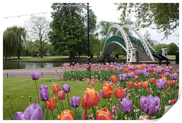  Bedford Tulips Print by Graham Custance
