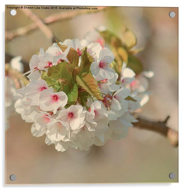  Soft blossom Acrylic by Sharon Lisa Clarke