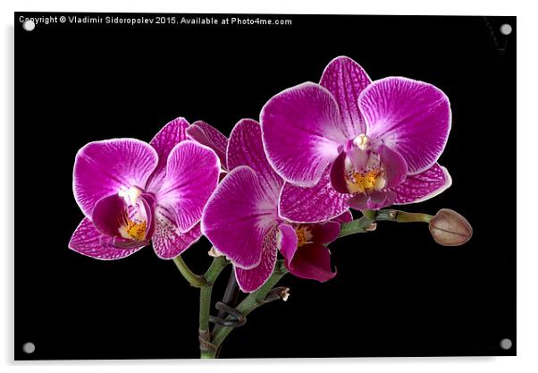 Orchid Acrylic by Vladimir Sidoropolev