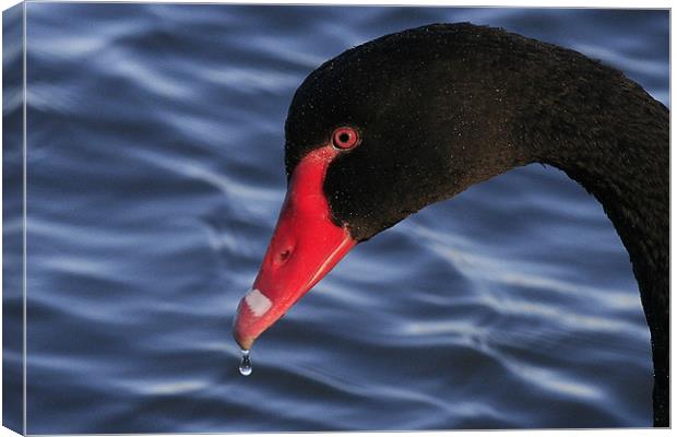 The Black Swan Canvas Print by Trevor White