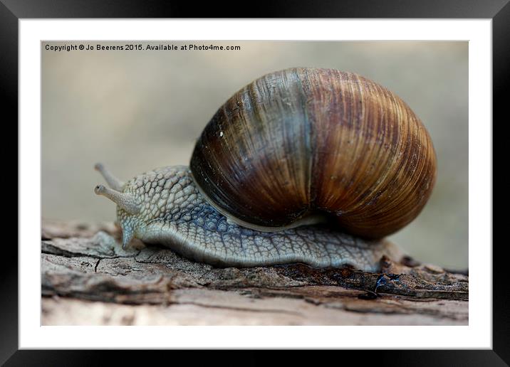  Burgundy snail Framed Mounted Print by Jo Beerens