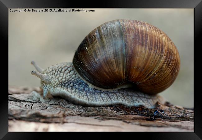  Burgundy snail Framed Print by Jo Beerens