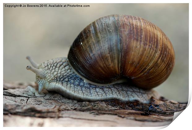 Burgundy snail Print by Jo Beerens