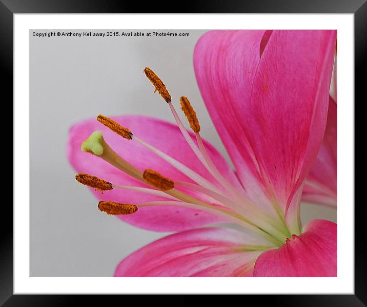  LILY Framed Mounted Print by Anthony Kellaway