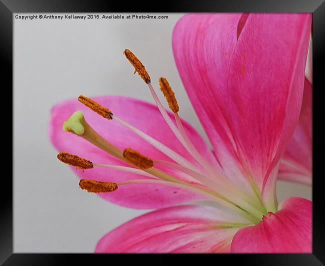  LILY Framed Print by Anthony Kellaway