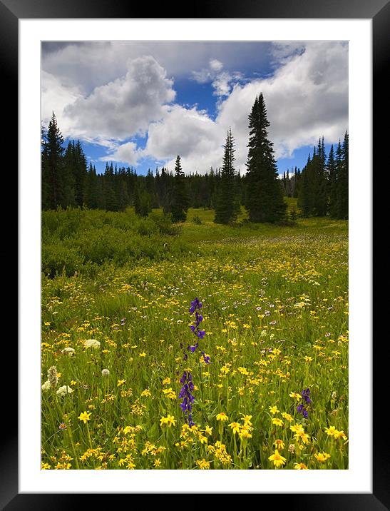 Wildlflower Meadow Framed Mounted Print by Mike Dawson
