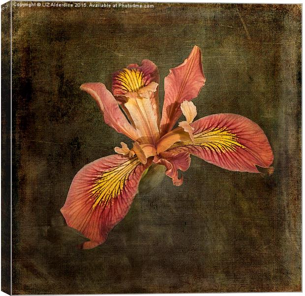  Iris - Desert Song Canvas Print by LIZ Alderdice