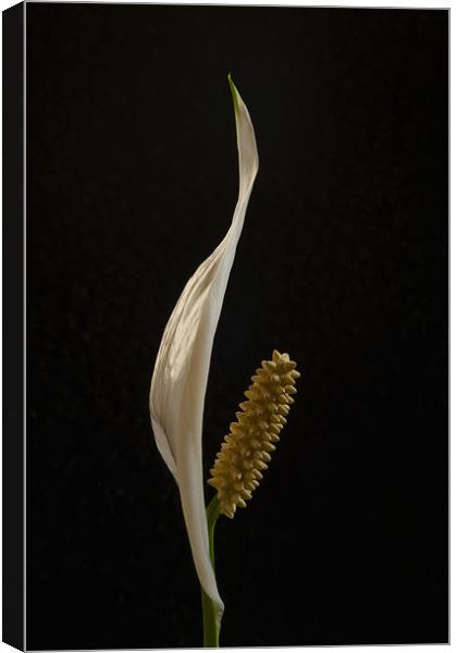 Peace Lily Canvas Print by Mark Robson