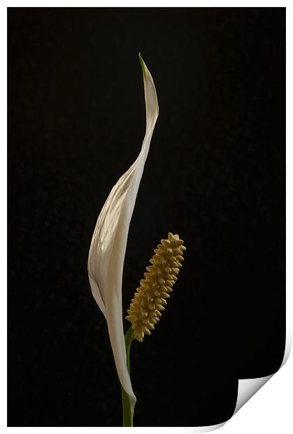 Peace Lily Print by Mark Robson
