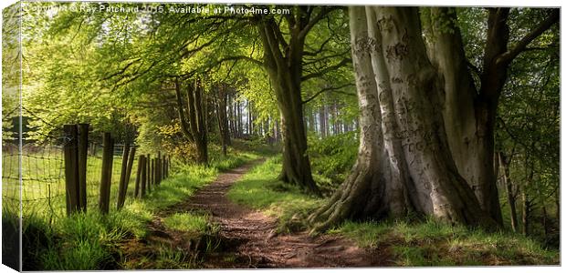 A Walk Through The Woods Canvas Print by Ray Pritchard