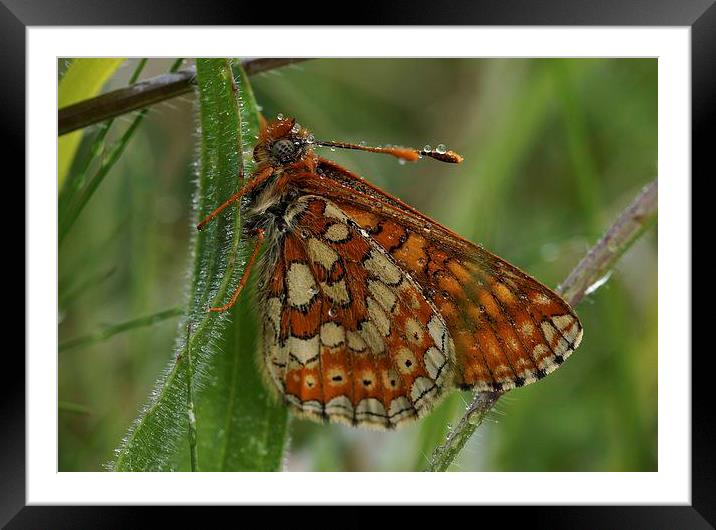  Marsh Butterfly in the Morning Dew by JCstudios 2 Framed Mounted Print by JC studios LRPS ARPS