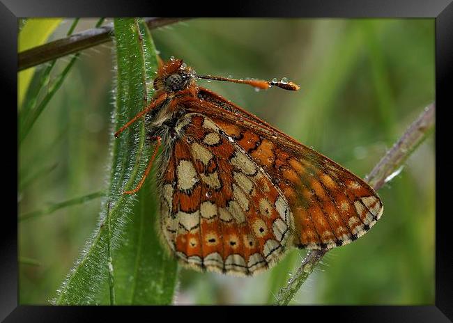  Marsh Butterfly in the Morning Dew by JCstudios 2 Framed Print by JC studios LRPS ARPS