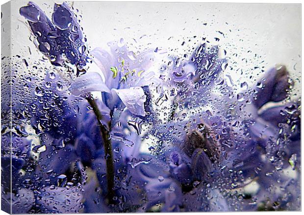  bluebells in the rain Canvas Print by dale rys (LP)