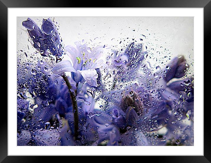  bluebells in the rain Framed Mounted Print by dale rys (LP)