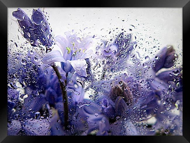  bluebells in the rain Framed Print by dale rys (LP)