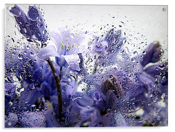  bluebells in the rain Acrylic by dale rys (LP)