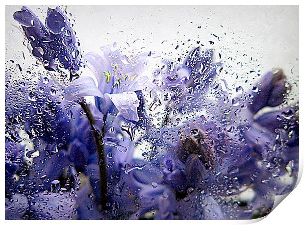  bluebells in the rain Print by dale rys (LP)