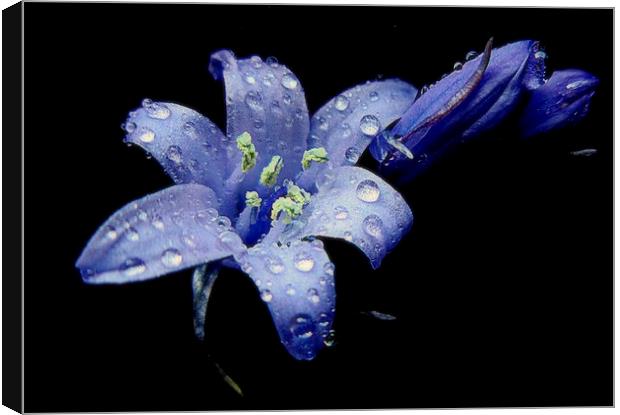  bluebells in the rain  Canvas Print by dale rys (LP)