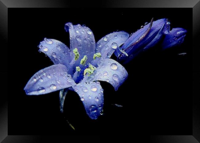  bluebells in the rain  Framed Print by dale rys (LP)
