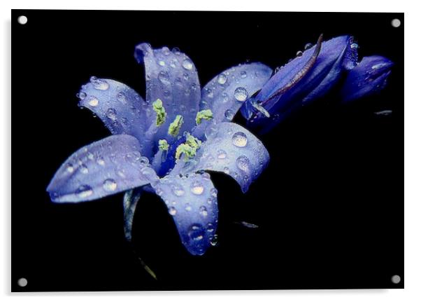  bluebells in the rain  Acrylic by dale rys (LP)