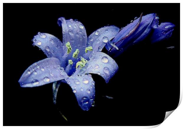  bluebells in the rain  Print by dale rys (LP)