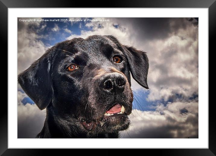  That Knowing Expression Says It All Framed Mounted Print by matthew  mallett