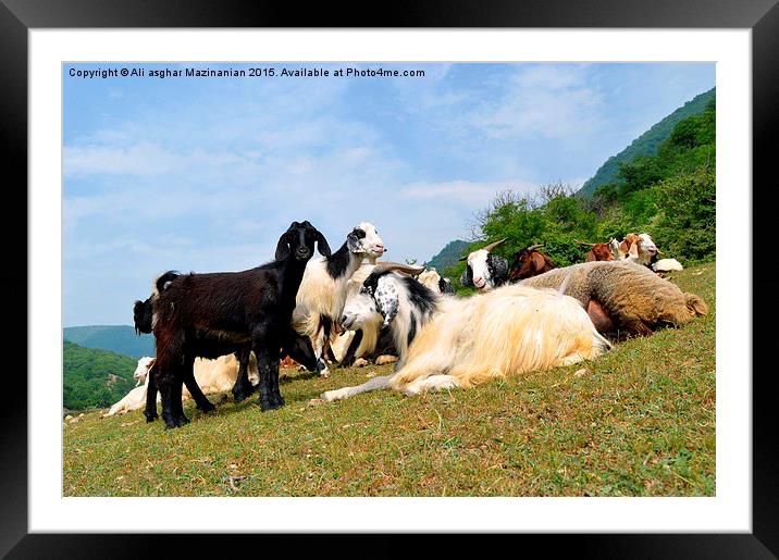  Resting after grazing Framed Mounted Print by Ali asghar Mazinanian