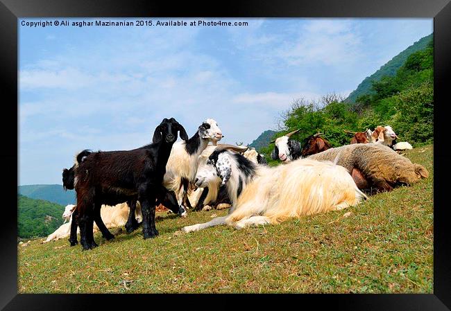  Resting after grazing Framed Print by Ali asghar Mazinanian