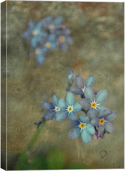  Forget Me Not Canvas Print by Iona Newton