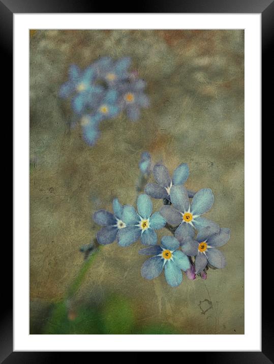  Forget Me Not Framed Mounted Print by Iona Newton